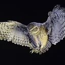 Nature at Night: Owls