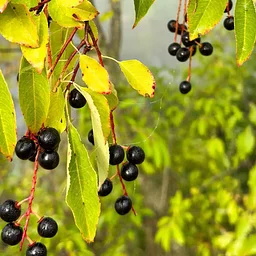 Forage Walk – November 7, 2026 (1:00 PM)