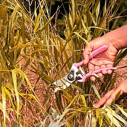 The Art & Science of Pruning: Perennials & Grasses
