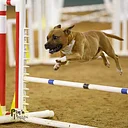 AKC Agility Trial