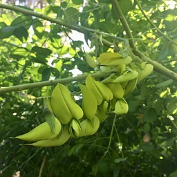 Guided Garden Tour – October 3, 2026