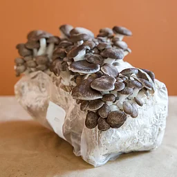 Mushroom Cultivation Workshop