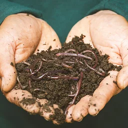Would You Love Me If I Was a Worm?