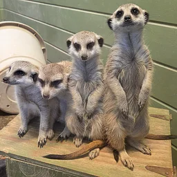 Adaptive Evening at the Zoo presented by Accel Therapies