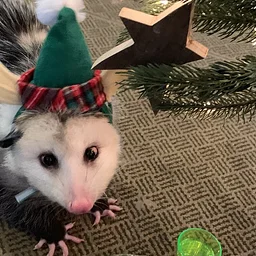Sunday Funday: Holiday Party for Wildlife