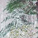 Celebrate the Season (12/8)