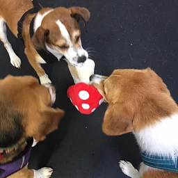 Frolick Puppy Playgroup