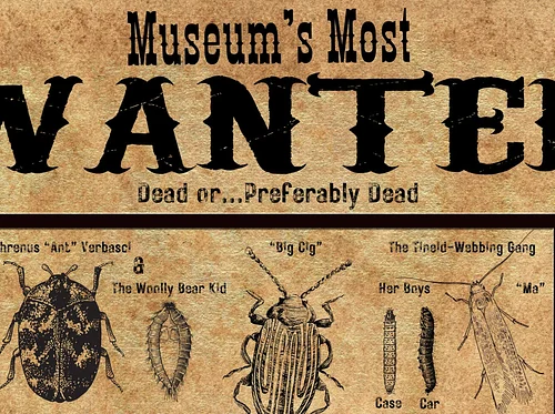 Museum’s Most Wanted: Identifying and Dealing with Museum Pests