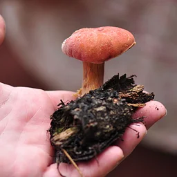 Mushroom Walk at Gator Trails Park – Cape Coral