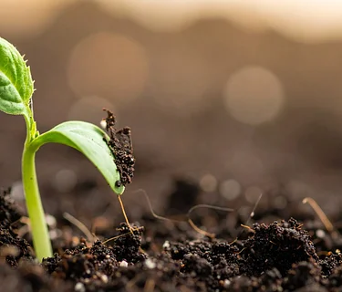 How Plants Grow: A Close Look at Plant Growth and Structures