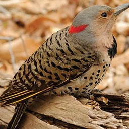 Birding Walk