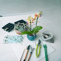 Orchid Repotting Workshop