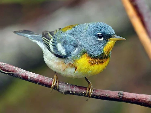 Bird Walk Wednesday with White Pine Programs: June