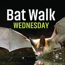 Bat Walk Wednesday