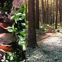 Morning Mushroom Hike with Mass Audubon