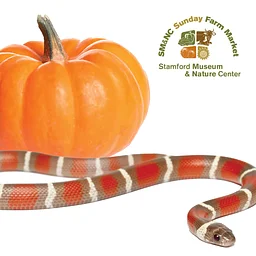 Farm Market Event: Meet our Snakes