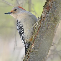 Woodpeckers of the Woods