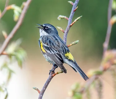 Birding by Ear with Ryan Mahar