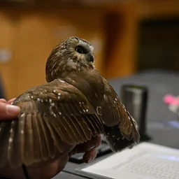 Public Owl Banding Demonstration