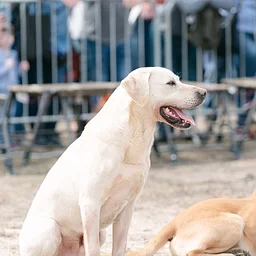 Retriever Demo with Wildrose Kennels “7 Habits of the Highly Successful Gundog”