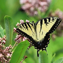 August Nature Outing Fred Archibald