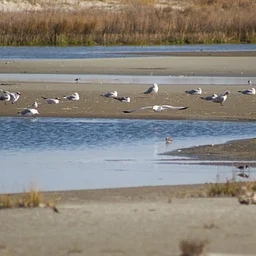 Beaches & Birds Walk