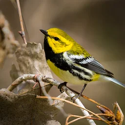 Warblers Advanced ID Class 2027