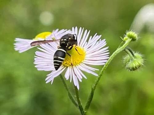 Insect Safari: Exploring the Wondrous World of Everyday Bugs feat. Margie Patlak