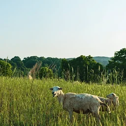 Sheep Handling & Flock Management Workshop