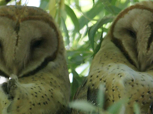 Free Guided Bird Walk (4/28/2026)