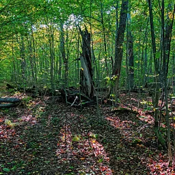 Discover the Forests of Washington Island