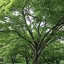 Living Trees, Living Traditions: Cultural Perspectives on Plant Use