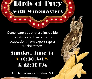 Birds of Prey: Morning Presentation