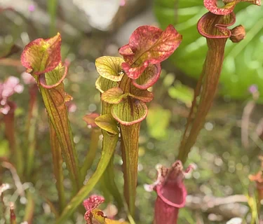 Carnivorous Plant Show and Sale