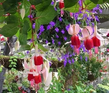 Fuchsia Show and Sale