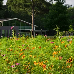 Get to Know the Greenway Van Tour