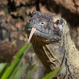 Conservation Connections: Reptile Awareness Day 2026