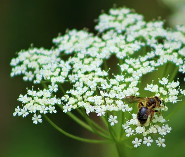 Life Cycle Gardening: Planting for Pollinators at All Life Stages