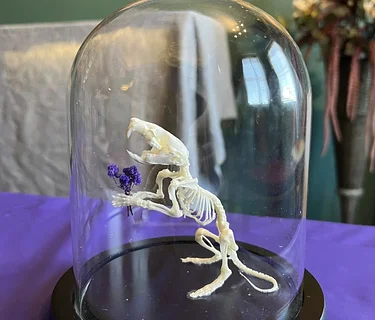 Rat Skeleton Articulation Class