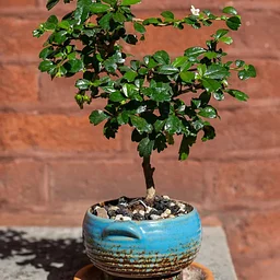 Bonsai & Brew Studio