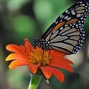 Gardening for Butterflies & The Importance of Monarch Waystations