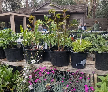 Spring Plant Sale