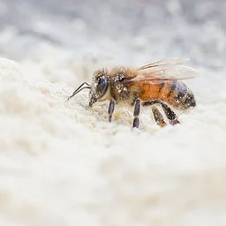 Beekeeping Seasons-Winter Prep Workshop 2026