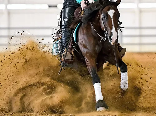 Rookie Spectacular & TRFAM Qualifier – SFRHA Horse Show