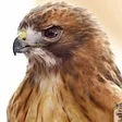 Wildlife Center of Long Island