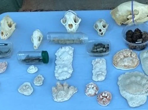 Animal Tracks, Scat, and Signs