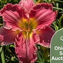 Ohio Daylily Society Auction & Sale