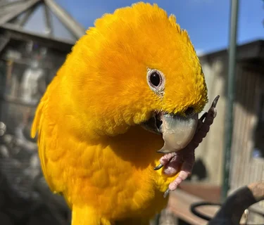 Summer "Painting with Parrots" Event (morning session)