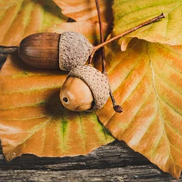 Tales on the Trails – Acorns and Oaks