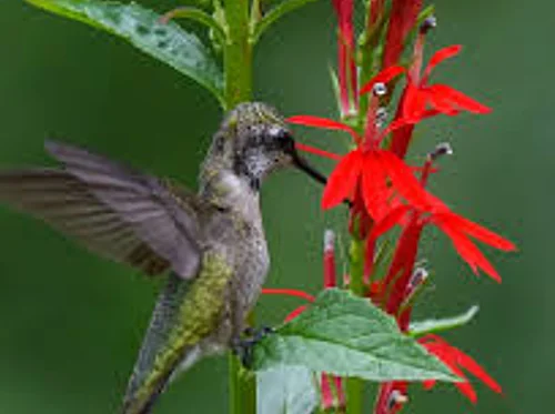 Native Plant Backyard Garden Tour